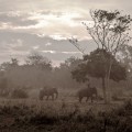 Ethereal-Elephants-1