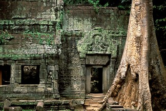 Cambodia, Angkor Wat, Ta Prohm